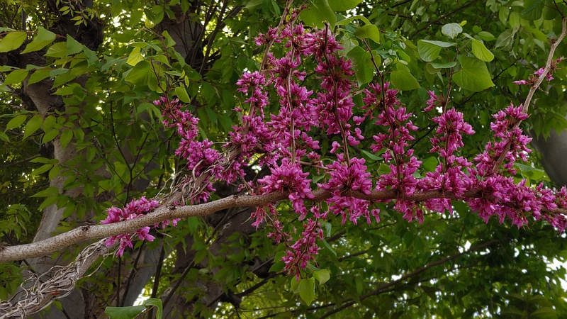 ハナズオウの花 横浜市旭区今川町
