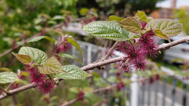 ヒメコウゾの雌花 横浜市旭区今宿南町