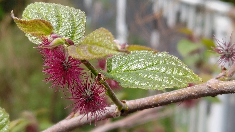 ヒメコウゾの雌花 横浜市旭区今宿南町