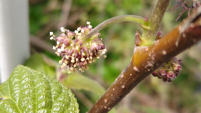 ヒメコウゾの雄花 横浜市旭区今宿南町
