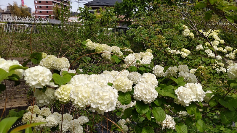 オオデマリの花 横浜市旭区今宿南町