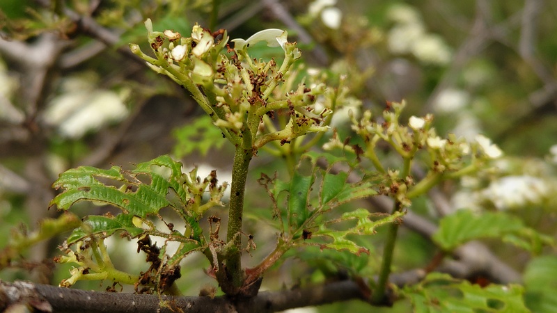 オオデマリの花 横浜市旭区今宿南町