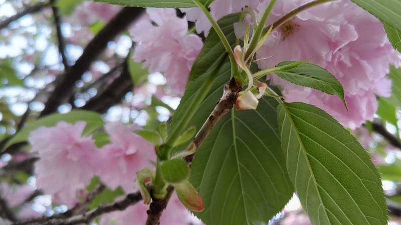 カンザンの葉芽 横浜市旭区今宿南町