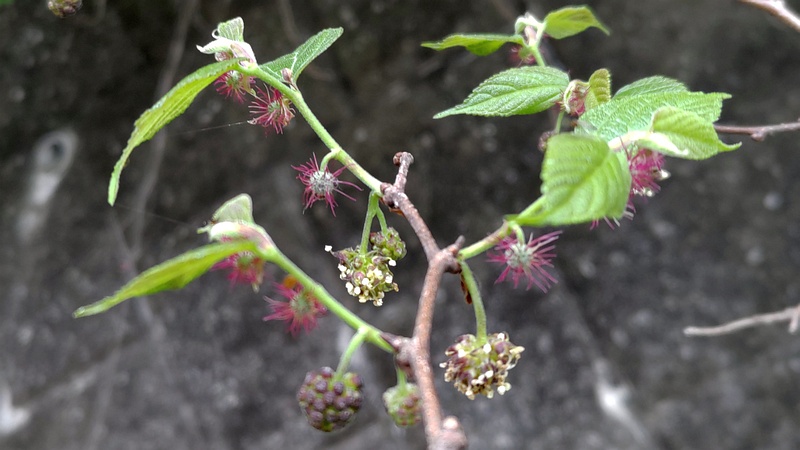ヒメコウゾの雌花と雄花 横浜市旭区今宿南町