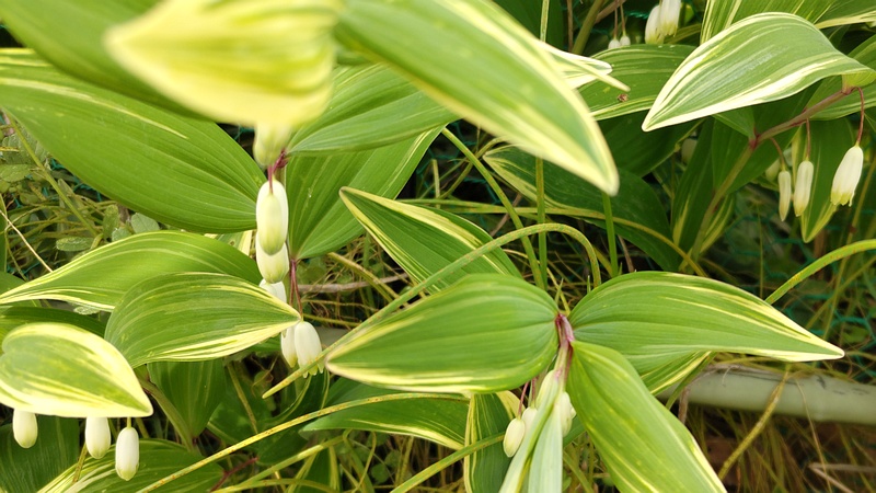 アマドコロの花 横浜市旭区今宿南町