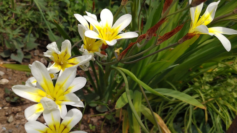 スイセンアヤメの花 横浜市旭区今宿南町