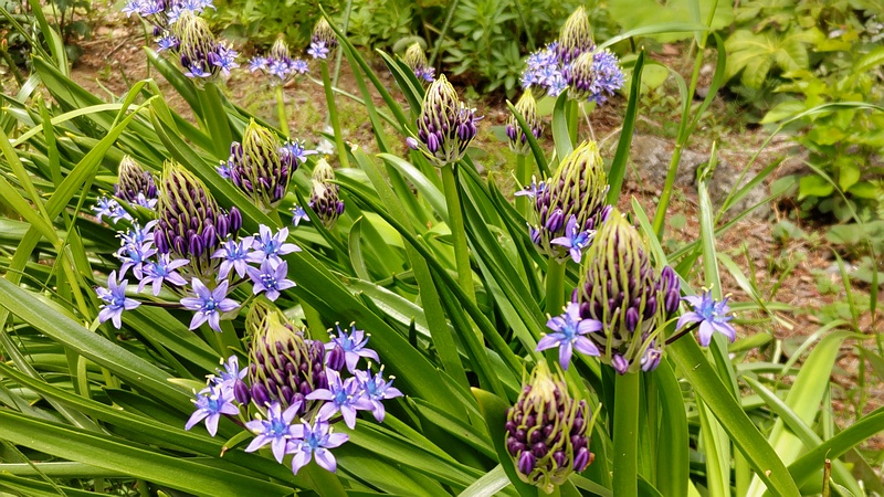 オオツルボの花 横浜市旭区今宿南町