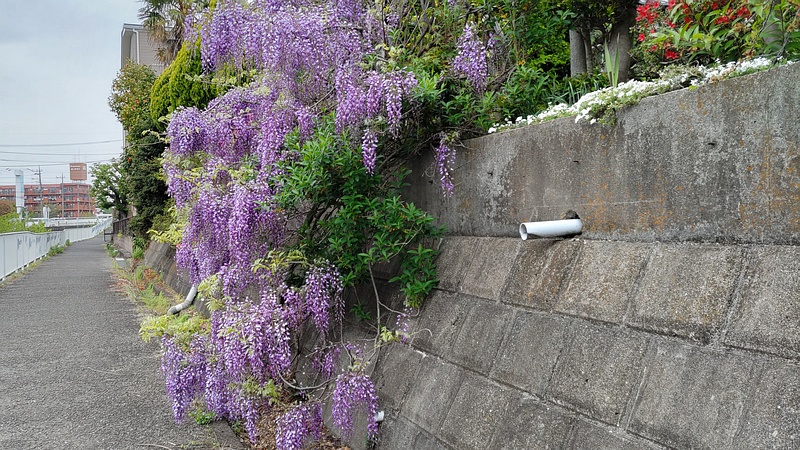 フジの花 横浜市旭区都岡町