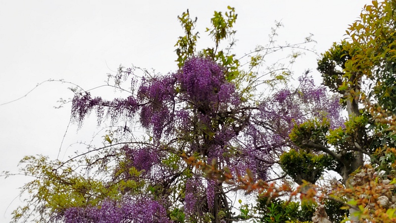 フジの花 横浜市旭区都岡町