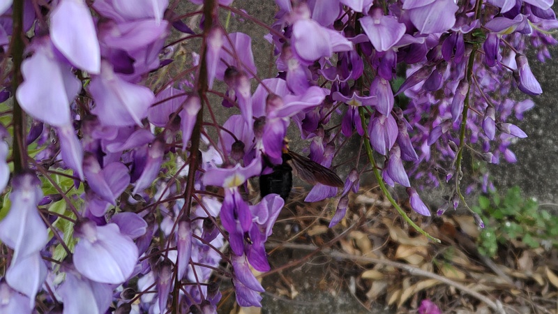 フジの花のキムネクマバチ 横浜市旭区都岡町