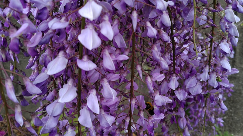 フジの花 横浜市旭区都岡町