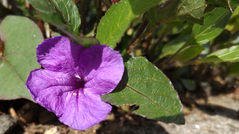 ムラサキルエリアの花 横浜市旭区今宿南町