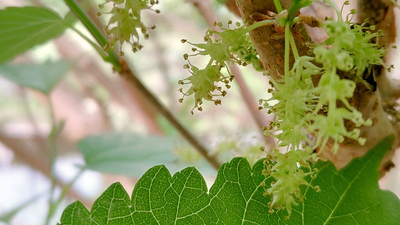 クワの雄花 横浜市旭区今宿南町