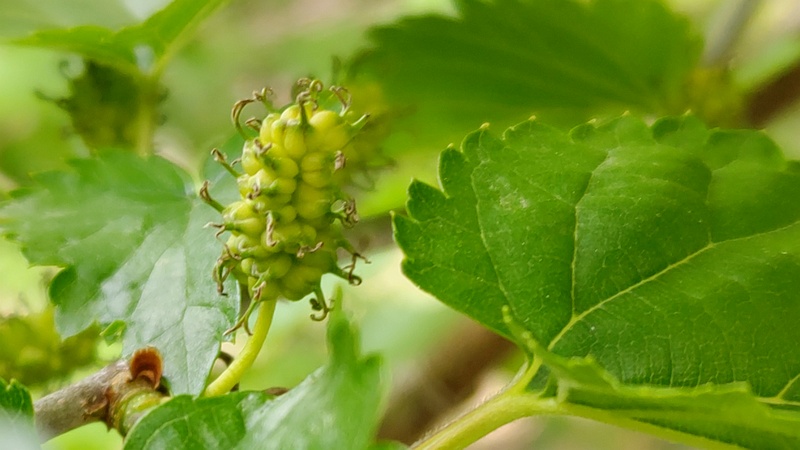 クワの雌花 横浜市旭区今宿南町