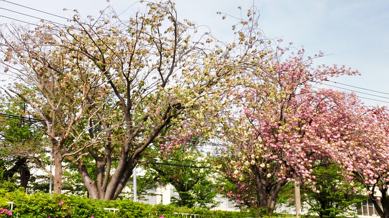ウコンザクラとカンザンの花 横浜市旭区今宿東町