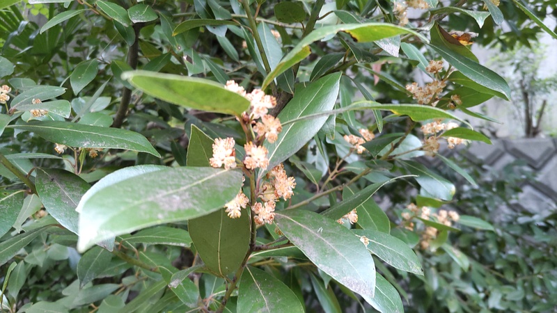 ゲッケイジュの雄花 横浜市旭区今宿東町