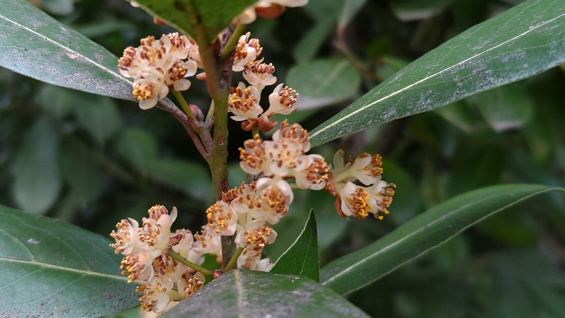ゲッケイジュの雄花 横浜市旭区今宿東町