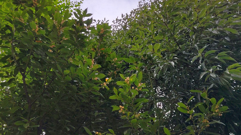 ゲッケイジュの雄花 横浜市旭区今宿東町