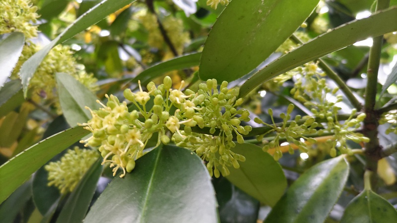 タラヨウの雄花 横浜市旭区今宿東町