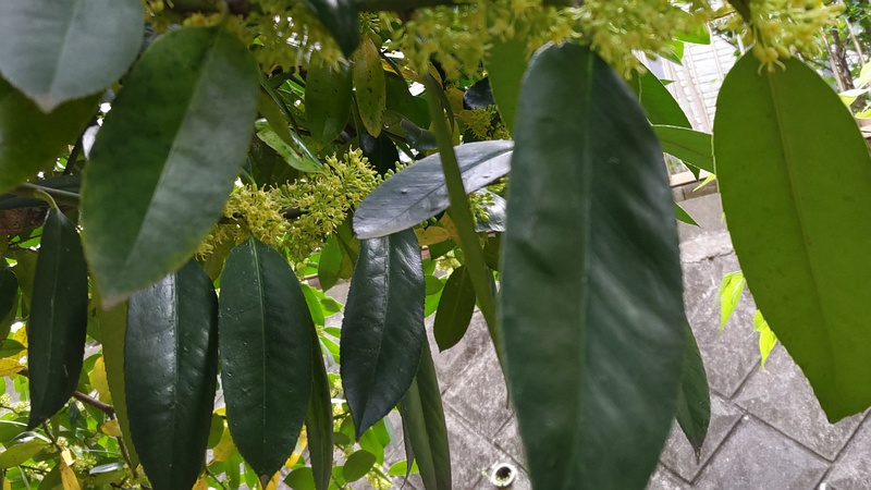 タラヨウの雄花 横浜市旭区今宿東町