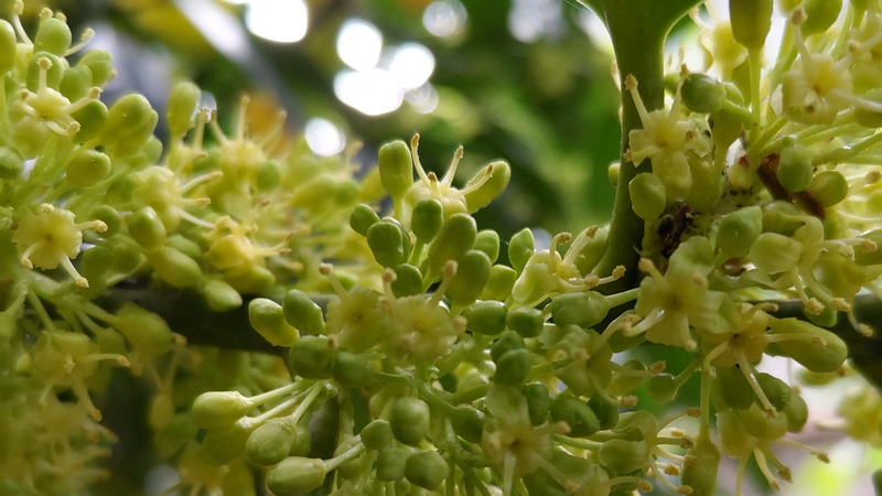 タラヨウの雄花 横浜市旭区今宿東町