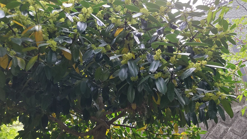 タラヨウの雄花 横浜市旭区今宿東町
