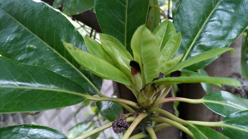 ユズリハ 横浜市旭区今宿東町