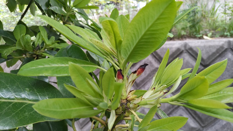 ユズリハ 横浜市旭区今宿東町