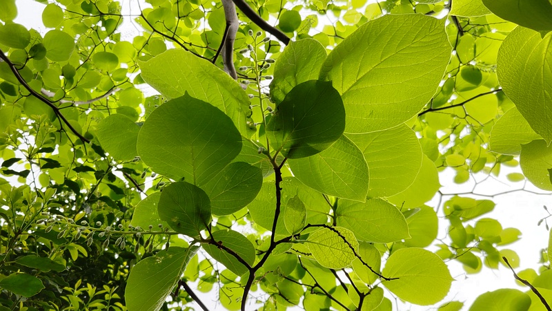 ハクウンボクの蕾 横浜市旭区今宿東町