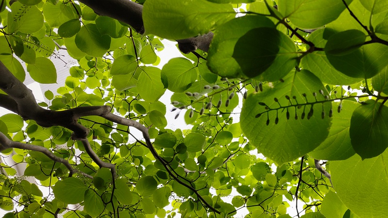 ハクウンボクの蕾 横浜市旭区今宿東町