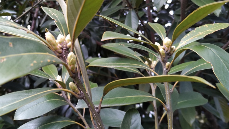 マテバシイの新芽 横浜市旭区今川町