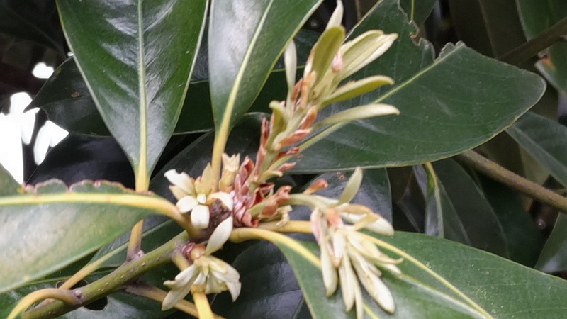 マテバシイの新芽 横浜市旭区今川町