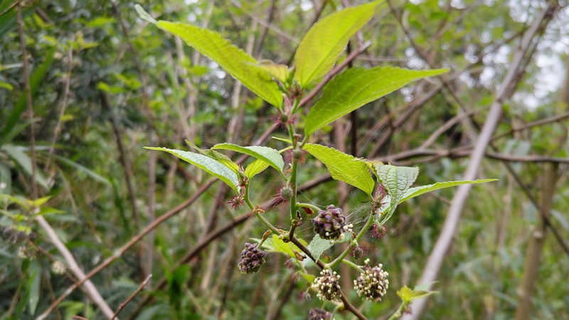 ヒメコウゾの花 横浜市瀬谷区長屋門公園