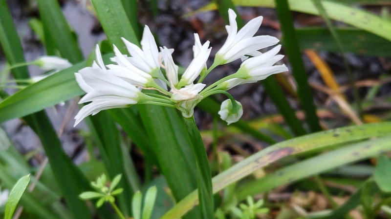 ミツカドネギの花 横浜市瀬谷区長屋門公園
