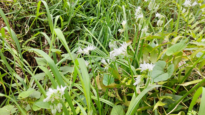 ミツカドネギの花 横浜市瀬谷区長屋門公園