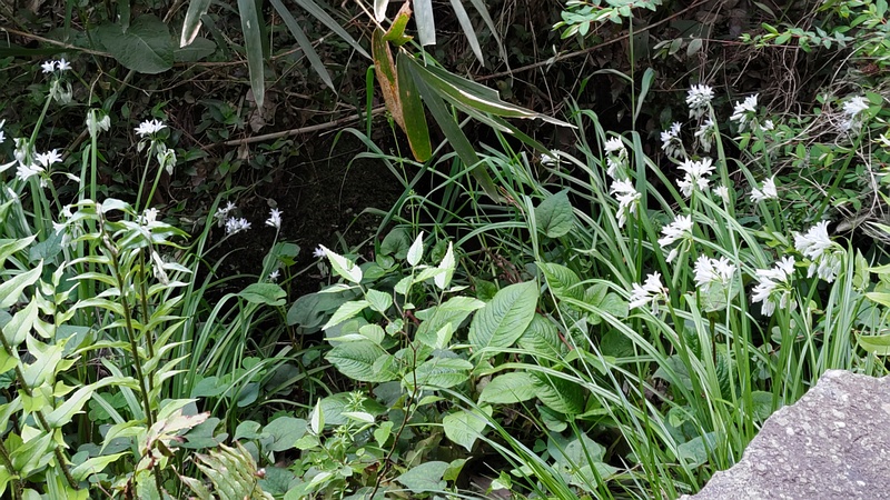 ミツカドネギの花 横浜市瀬谷区長屋門公園