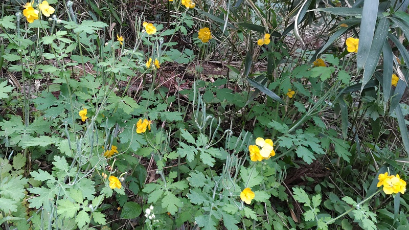 クサノオウの花 横浜市瀬谷区長屋門公園