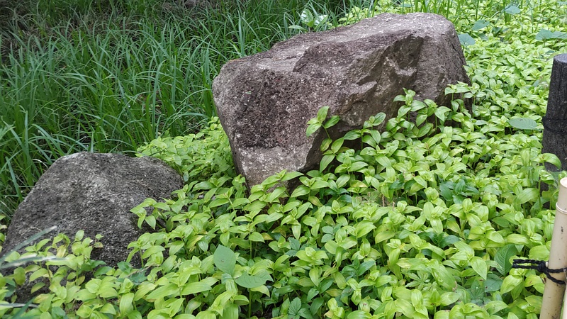 トキワツユクサとセキショウ 横浜市瀬谷区長屋門公園
