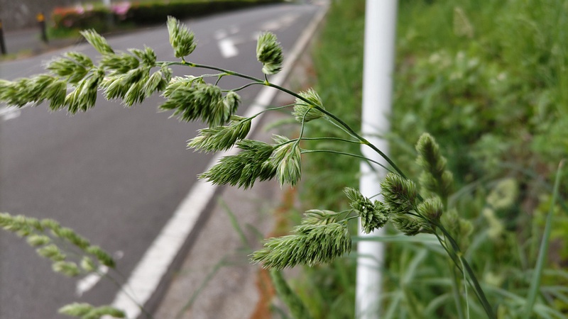カモガヤ 横浜市瀬谷区長屋門公園