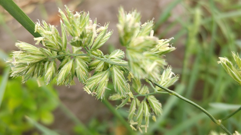 カモガヤの花 横浜市瀬谷区長屋門公園