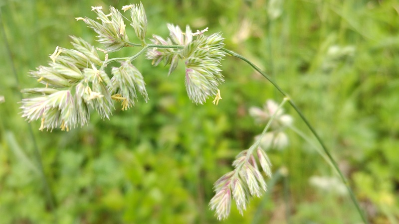 カモガヤの花 横浜市瀬谷区長屋門公園