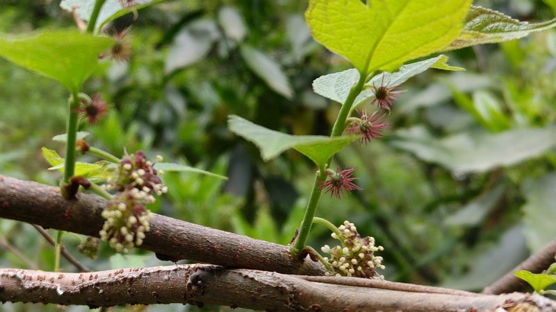 ヒメコウゾの花 横浜市旭区希望が丘水の森公園