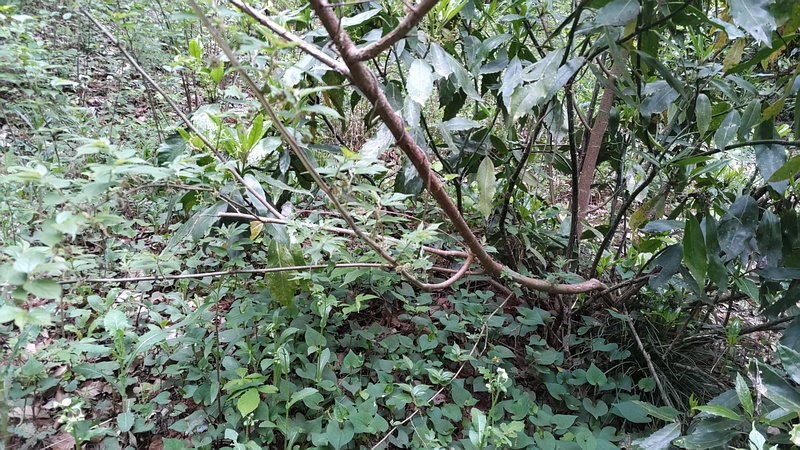 ヒメコウゾの花 横浜市旭区希望が丘水の森公園