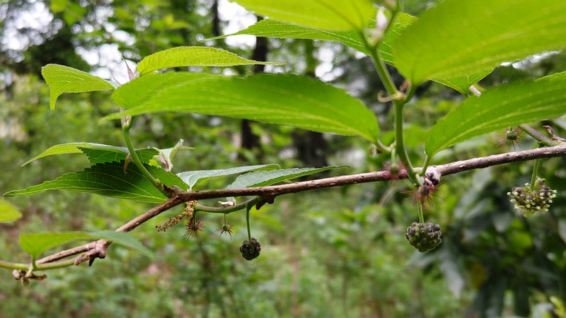 ヒメコウゾの花 横浜市旭区希望が丘水の森公園