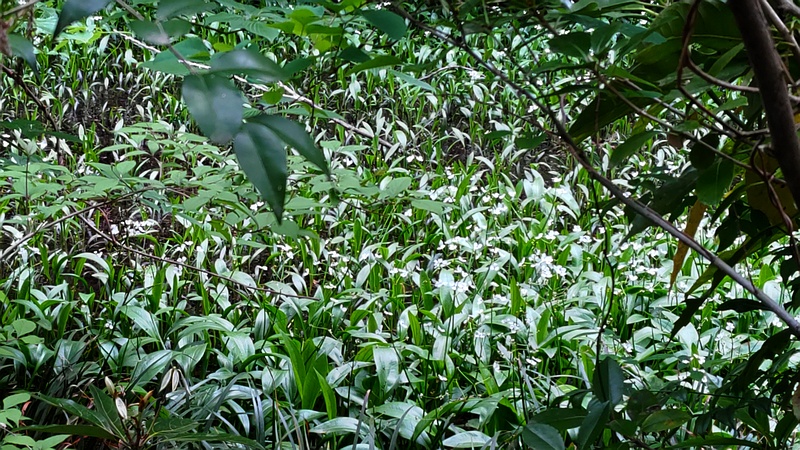 ヘラオモダカの花 横浜市旭区希望が丘水の森公園
