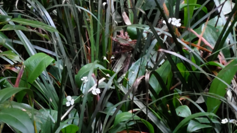 ヘラオモダカの花 横浜市旭区希望が丘水の森公園