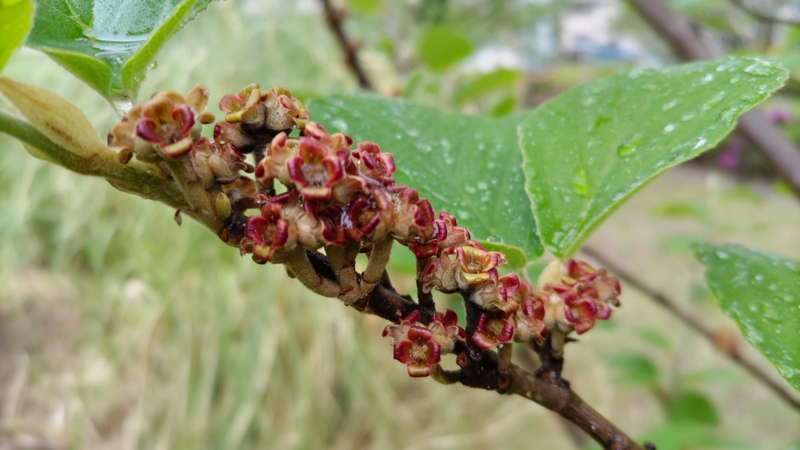 シナマンサクの花後 川崎市幸区創造のもり