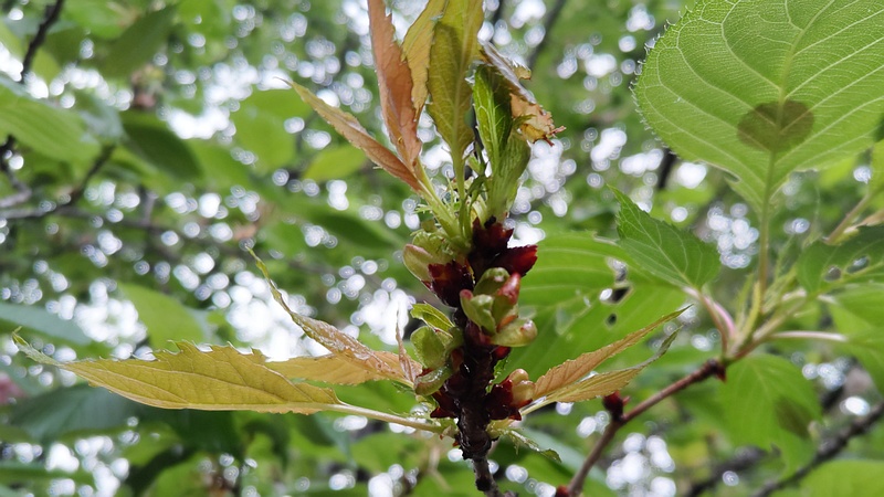 ウコンザクラの若葉 川崎市幸区さいわいふるさと公園
