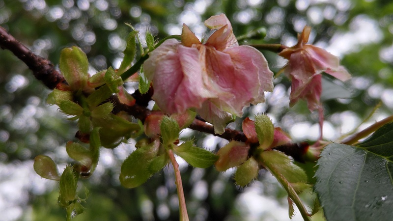 ウコンザクラの花後 川崎市幸区さいわいふるさと公園