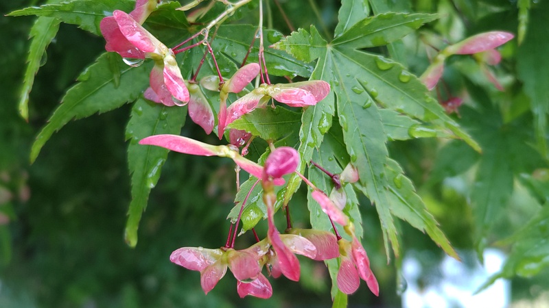 イロハモミジの果実 川崎市幸区さいわいふるさと公園